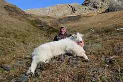 Kodiak Mountain Goat Hunting in Alaska